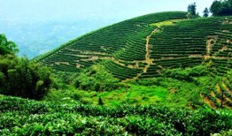 重庆南坪茶园最新爆料,揭秘新地标背后的故事